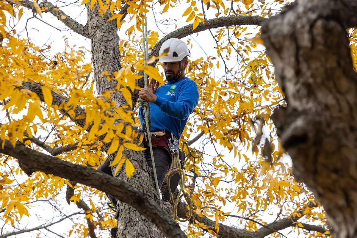 Skilled Tree Planing crew working in South Bend